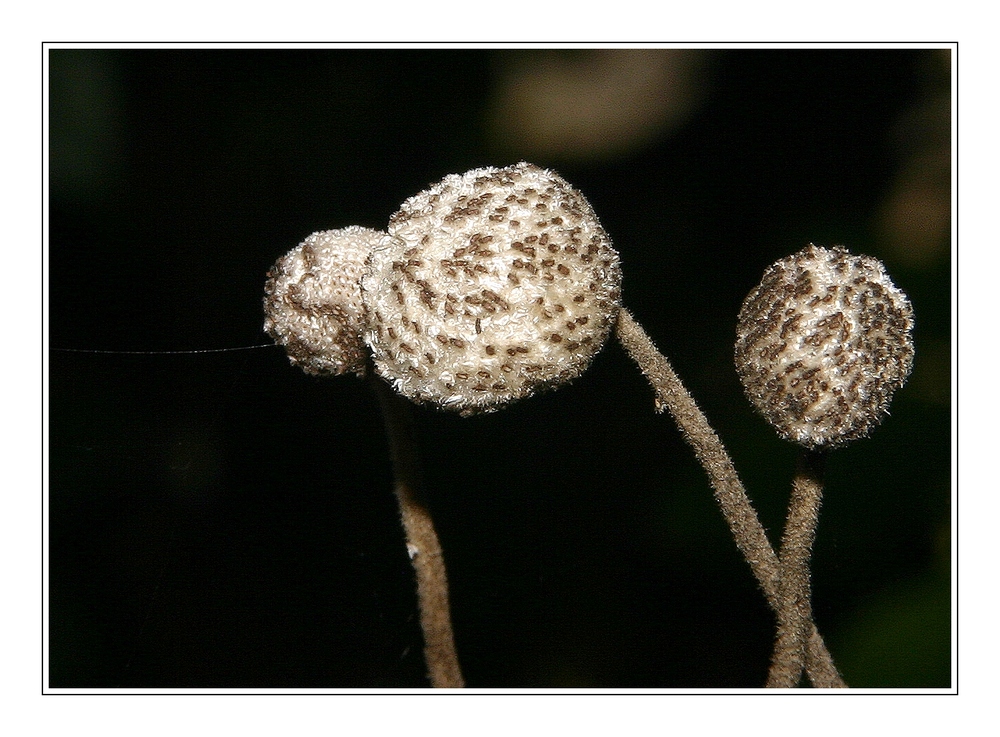 " Choses non identifiées dans le fond de mon jardin "