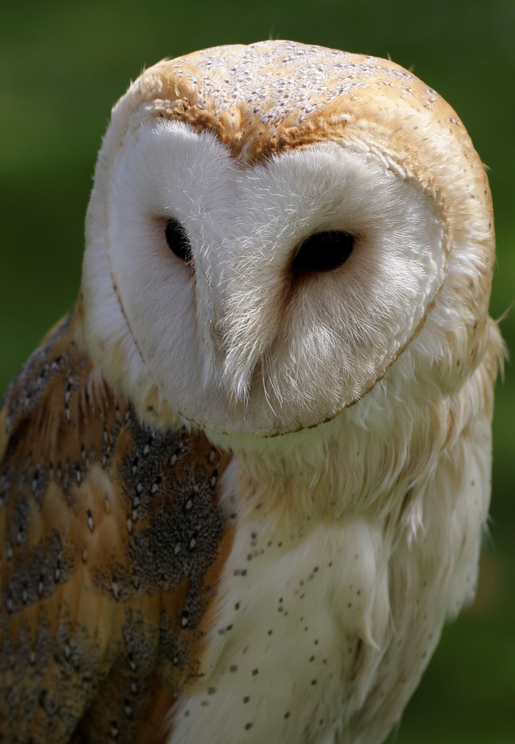 Chouette effraie (Tyto alba)