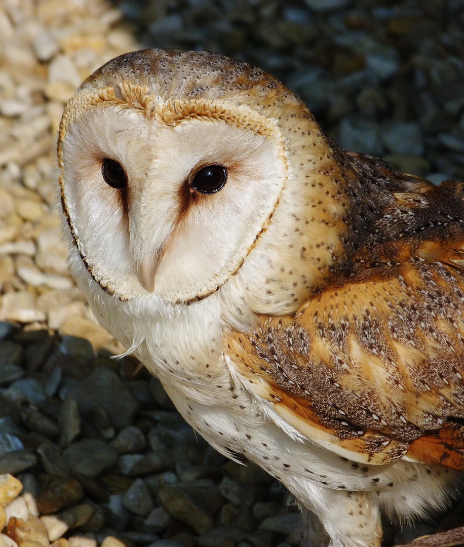 Chouette ! photo et image nature, animaux, oiseaux Images Chouette ! photo et image nature, animaux, oiseaux Images