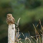 Chouette .... la chevêche d'Athéna 