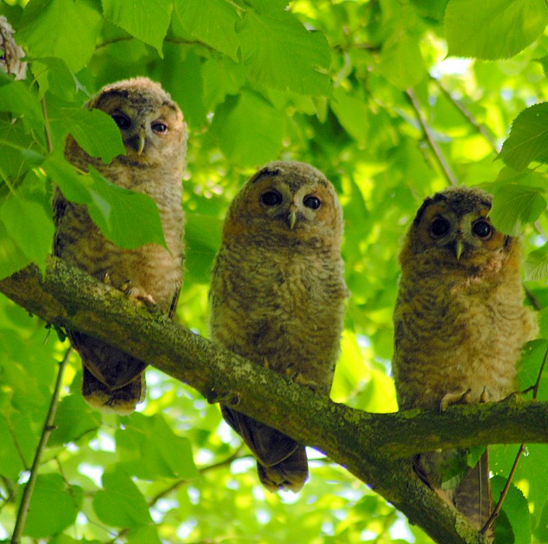 Chouettes hulottes juvéniles