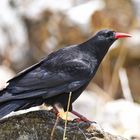 chough