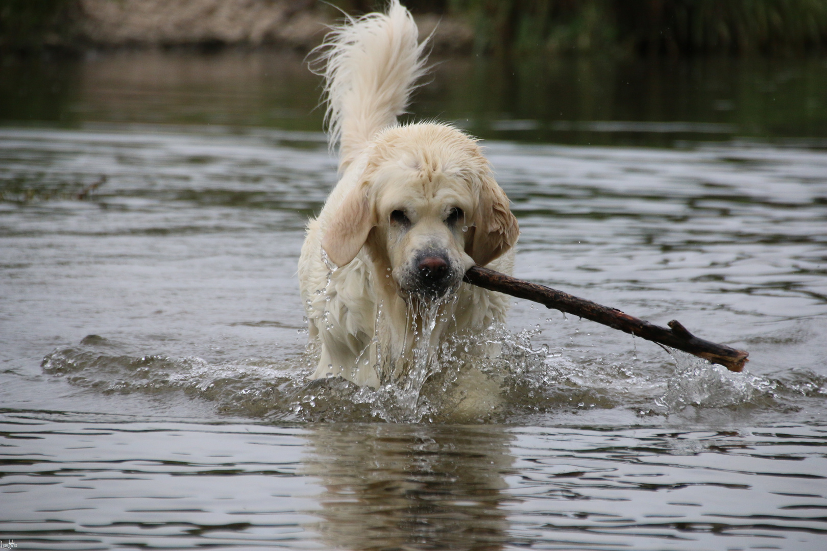 Choupette à l'eau