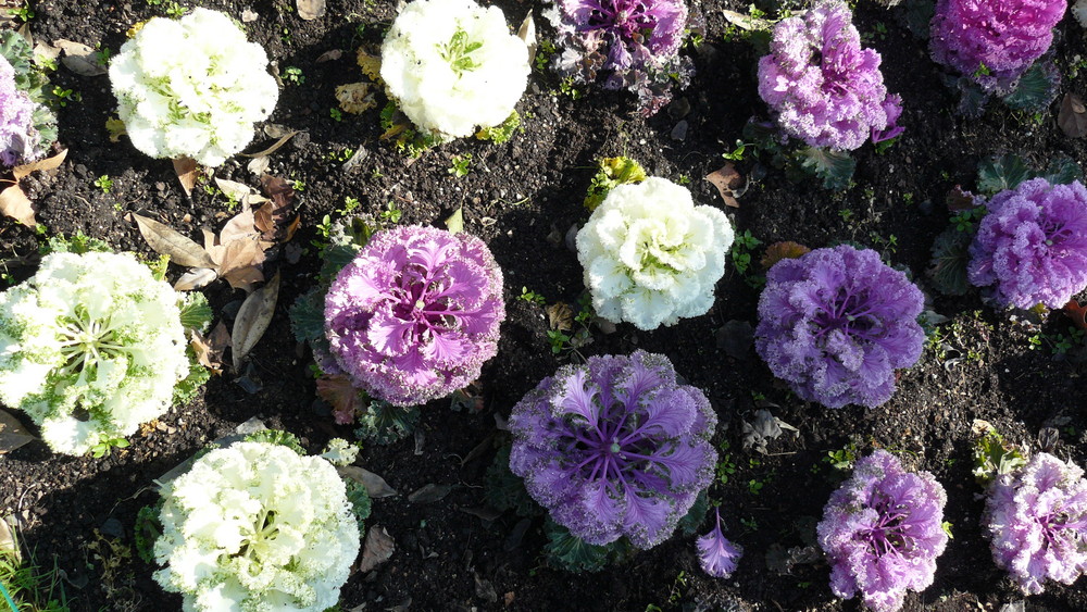 choux-fleurs de toutes les couleurs