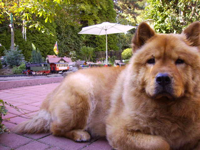 Chow Chow