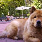 Chow Chow