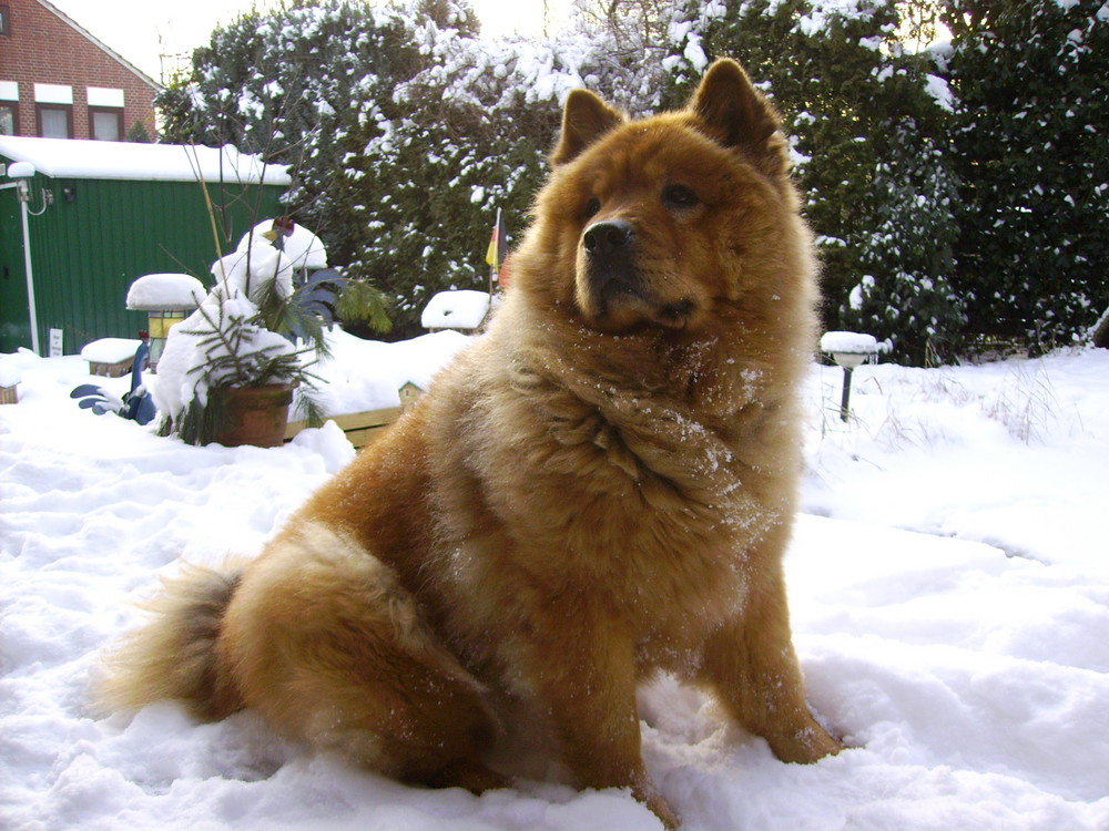 Chow Chow