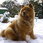 Chow Chow