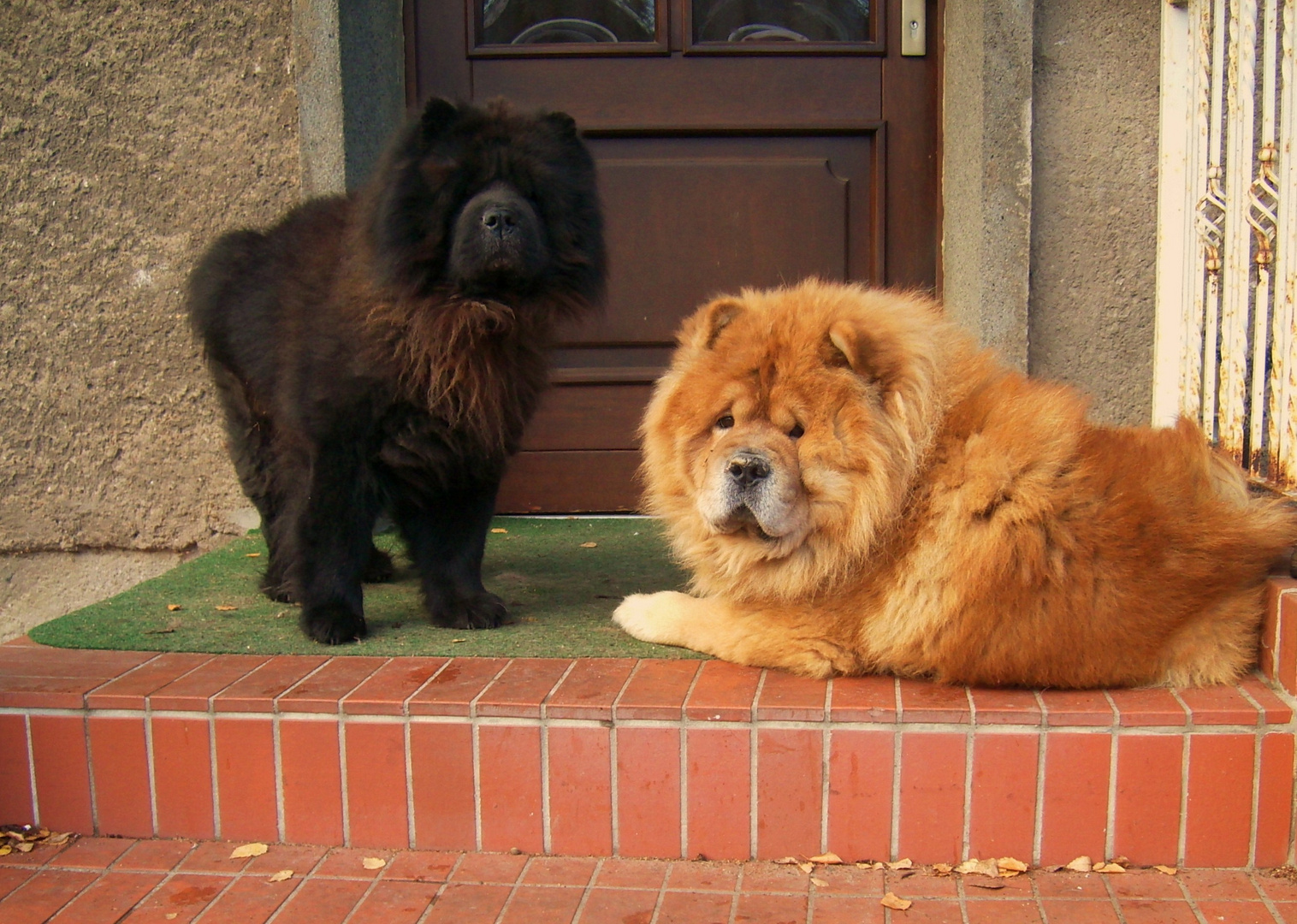 Chow - Chow