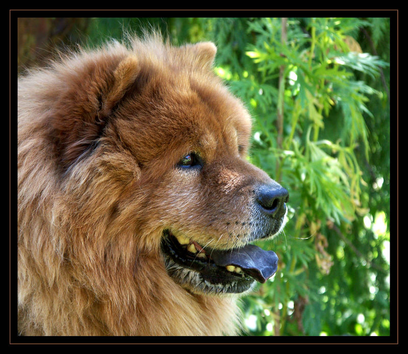 Chow Chow