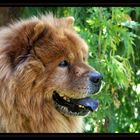 Chow Chow