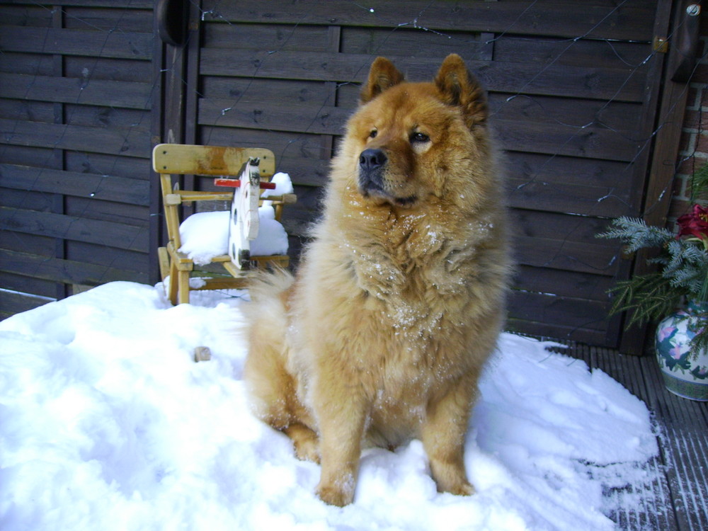 Chow Chow