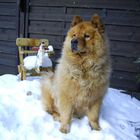 Chow Chow