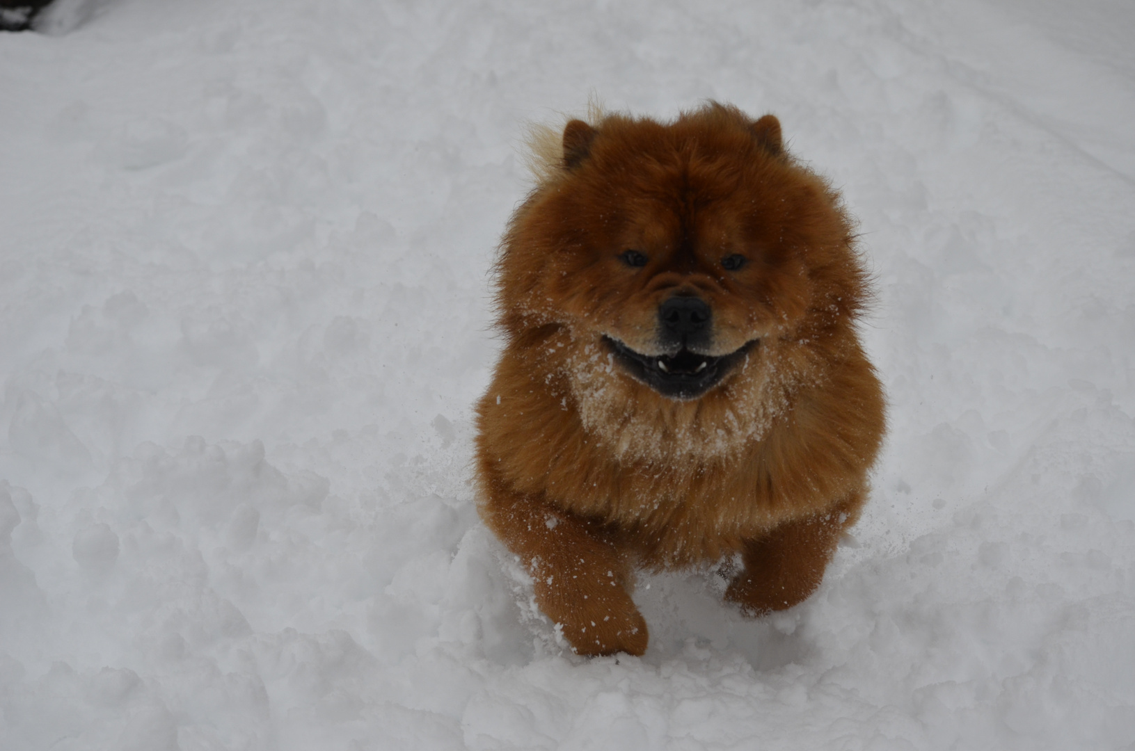 chow chow