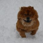 chow chow