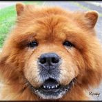 Chow Chow