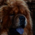 Chow Chow