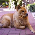 Chow Chow