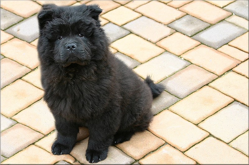 Chow-Chow