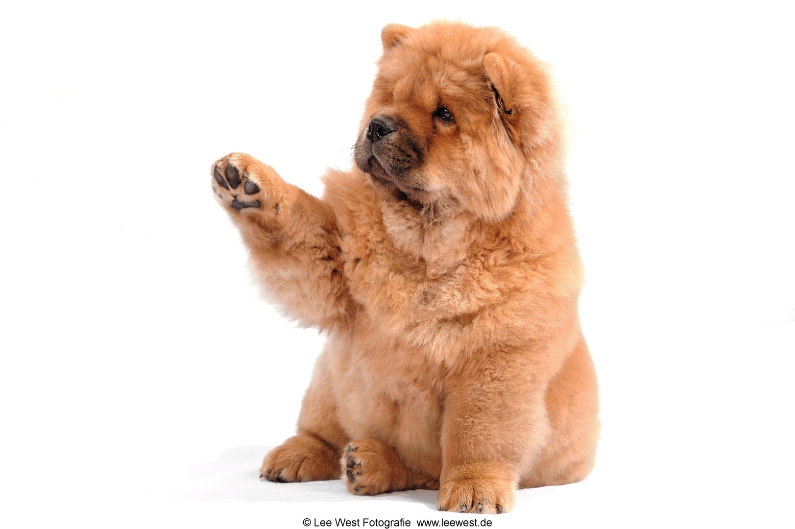 Chow-Chow “give me five”