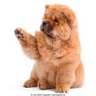 Chow-Chow “give me five”