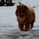 chow chow im schnee