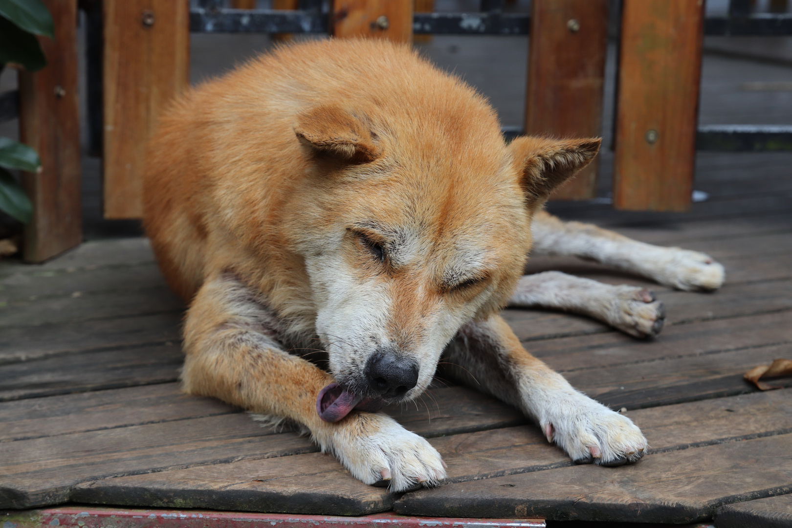 Chow-Chow Mischling (?)