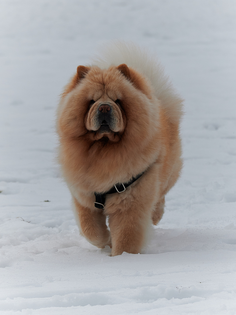 Chow Chow - Wintereinbruch