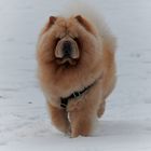 Chow Chow - Wintereinbruch