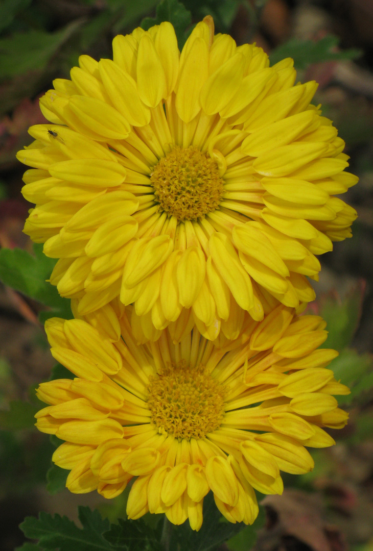 chrisanthemum 2