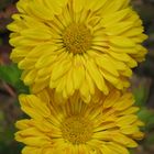 chrisanthemum 2