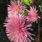 chrisanthemum