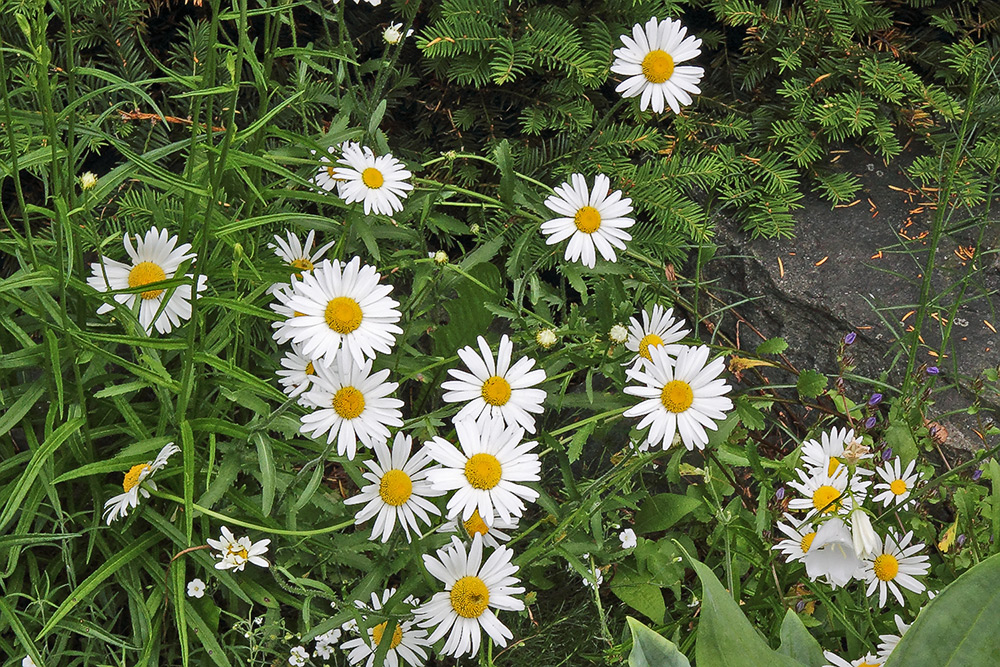 Chrisanthemum spec.