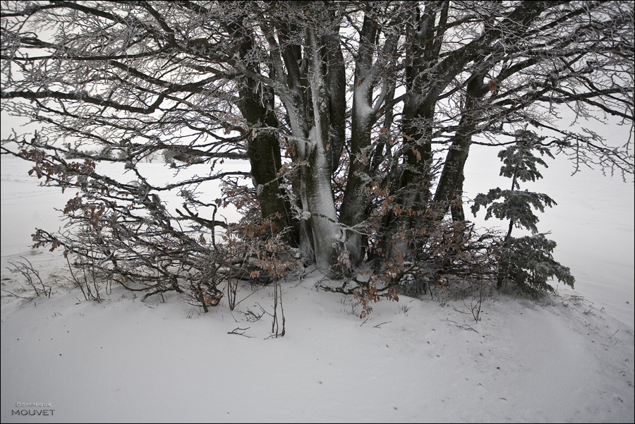 christal de neige...