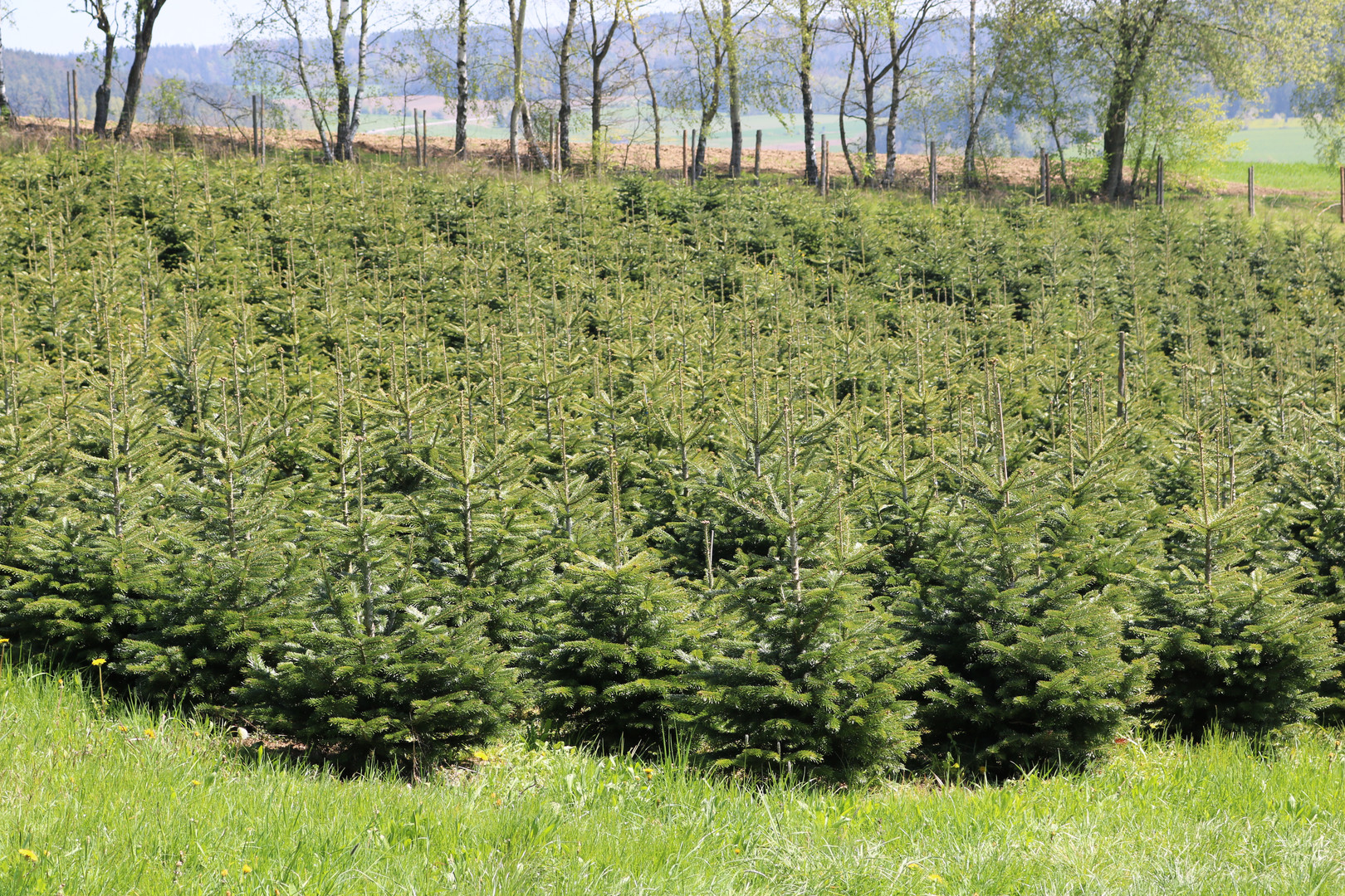 Christbäume am Feld