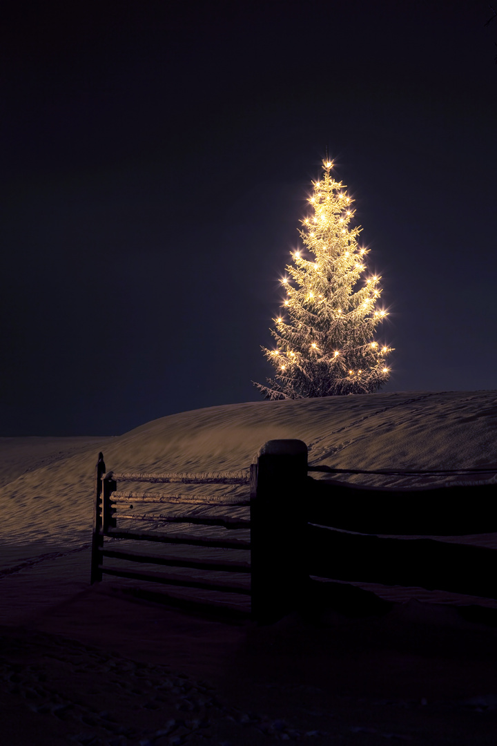 Christbaum Foto & Bild | gratulation und feiertage, weihnachten
