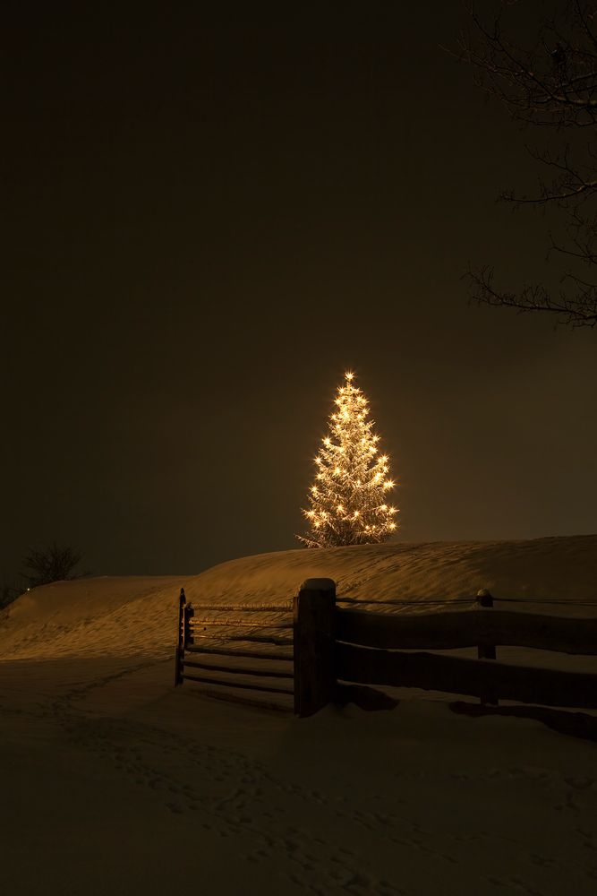Christbaum Foto & Bild kunstfotografie & kultur, bräuche