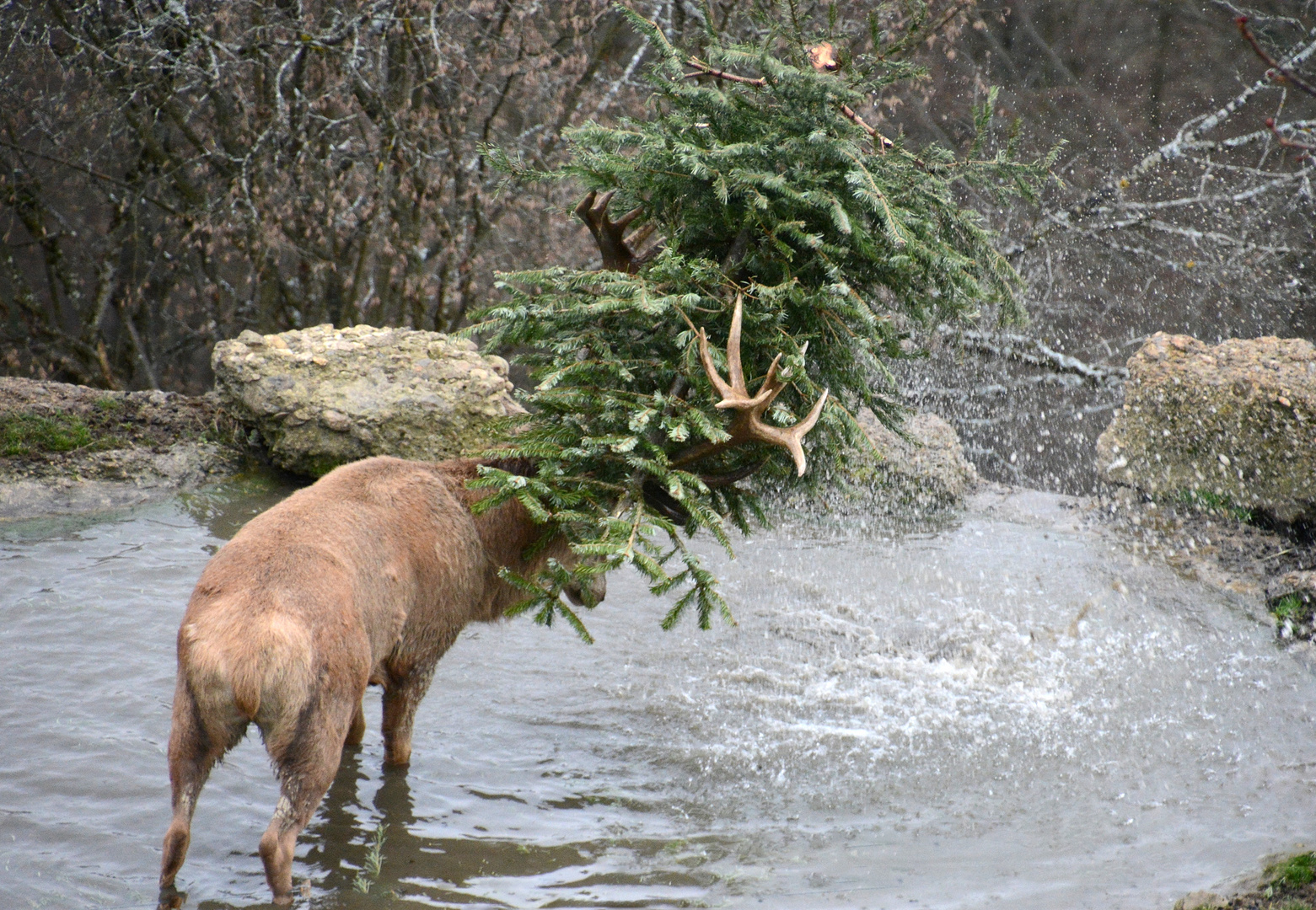 Christbaum Entsorgung