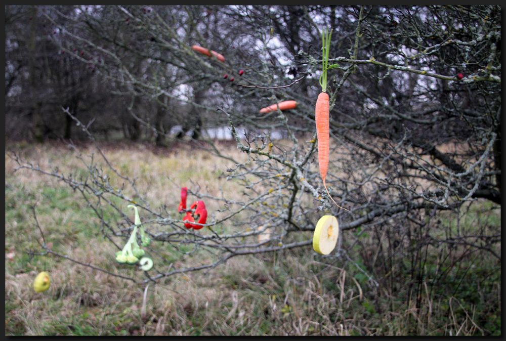 ...ChristBaum für die Tiere...