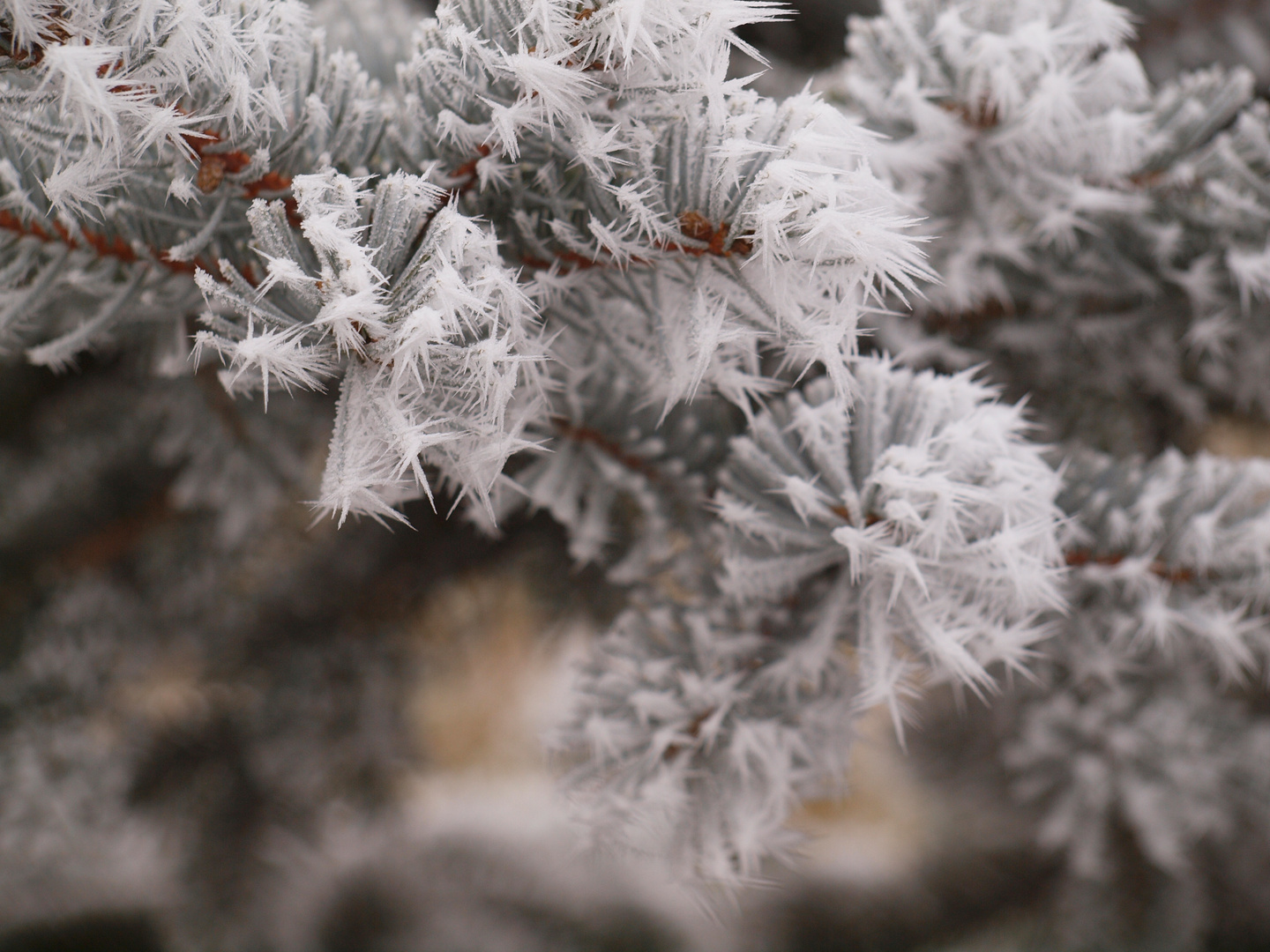 Christbaum im Frost