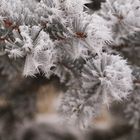 Christbaum im Frost