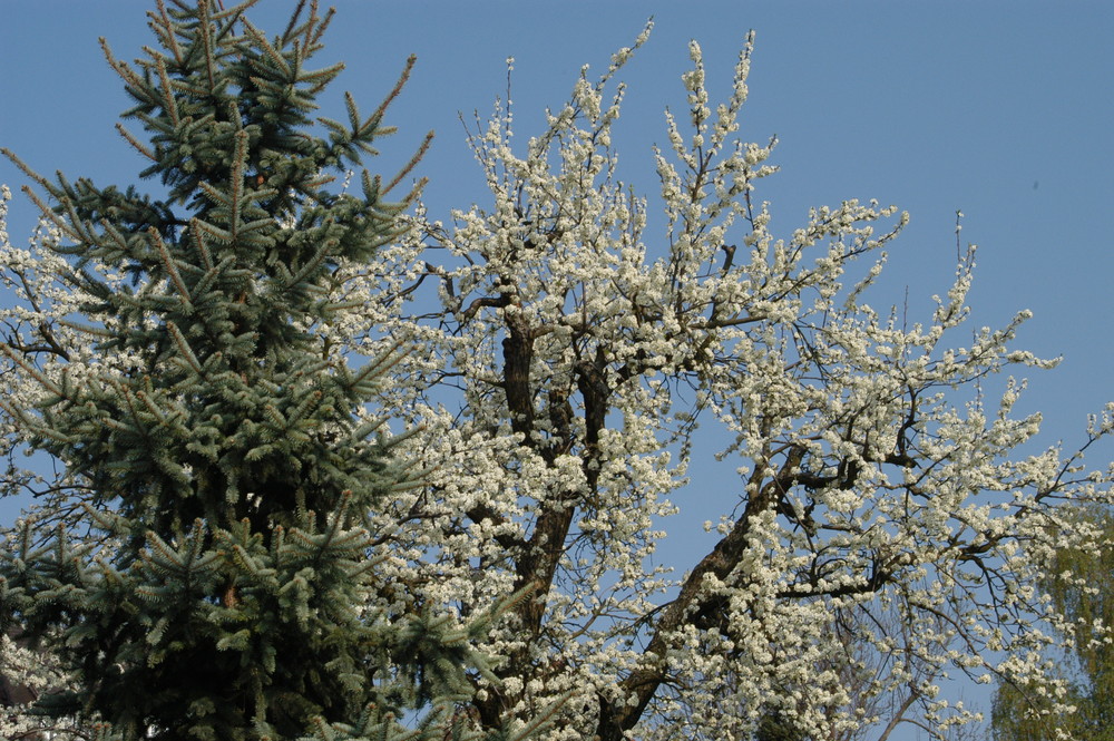 Christbaum vor Frühling