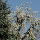 Christbaum vor Frühling