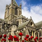 Christchurch e tulipani