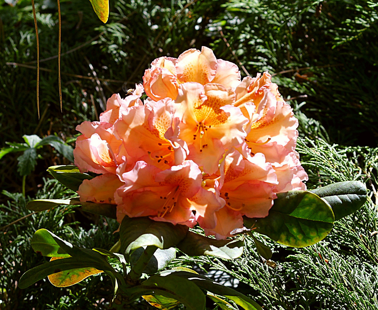 Christi Himmelfahrt - Orange Rhododendron