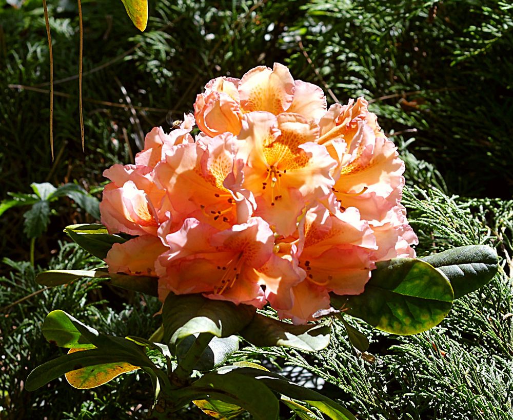 Christi Himmelfahrt - Orange Rhododendron