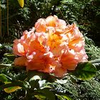 Christi Himmelfahrt - Orange Rhododendron