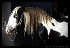 Christine von Wiegen - Lichtgemälde - Pferde 09