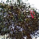 Christmas 2018 mistletoe