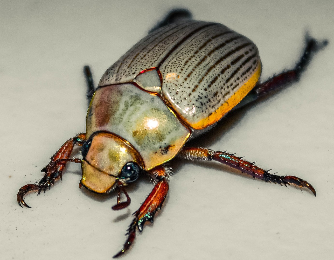 Christmas Beetle